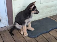 Tia, a female German Shepherd Dog for sale in Scotia, NY – 5 of 7