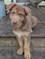 Johnny , a male German Shepherd Dog for sale in Scotia, NY – 2 of 9