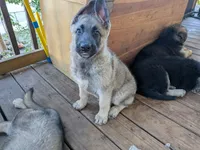 Faith , a female German Shepherd Dog for sale in Scotia, NY – 4 of 8
