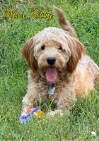 Kitty..Free , a female Miniature Goldendoodle for sale in Nortonville, KY – Photo 1 of 2