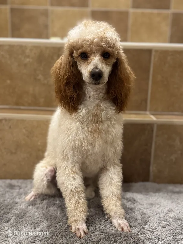 Pappy – Poodle - Miniature  puppy for sale in Nortonville, KY
