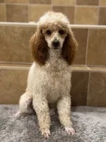 Pappy, a male Poodle - Miniature  for sale in Nortonville, KY – 1 of 1