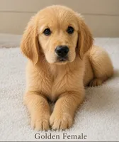 Golden Female , a female Golden Retriever for sale in Texarkana, AR – 1 of 3