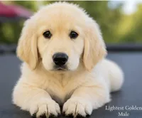 Lightest Golden Male, a male Golden Retriever for sale in Texarkana, AR – 2 of 3