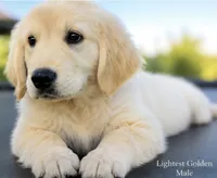 Lightest Golden Male, a male Golden Retriever for sale in Texarkana, AR – 1 of 3