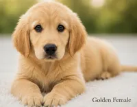 Golden Female , a female Golden Retriever for sale in Texarkana, AR – 3 of 3