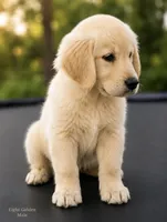 Light Golden Male, a male Golden Retriever for sale in Texarkana, AR – 2 of 3