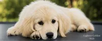 Lightest Golden Male, a male Golden Retriever for sale in Texarkana, AR – 3 of 3