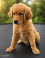 Dark Golden Female, a female Golden Retriever for sale in Texarkana, AR – 1 of 2