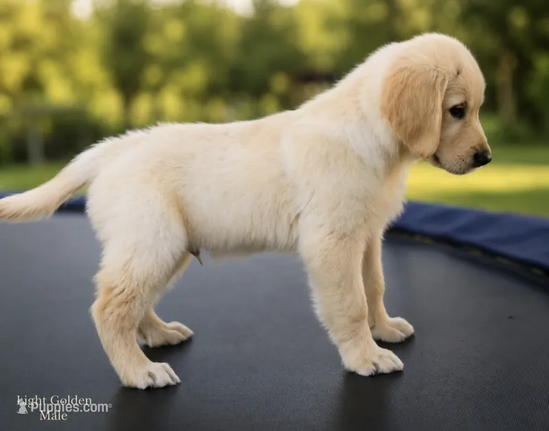Light Golden Male – Golden Retriever puppy for sale in Texarkana, AR
