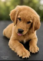 Dark Golden Female, a female Golden Retriever for sale in Texarkana, AR – 2 of 2