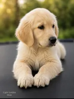 Light Golden Male, a male Golden Retriever for sale in Texarkana, AR – 3 of 3