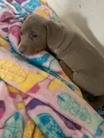 Shark/Isabella, a male Miniature Dachshund for sale in Pleasanton, TX – 3 of 10