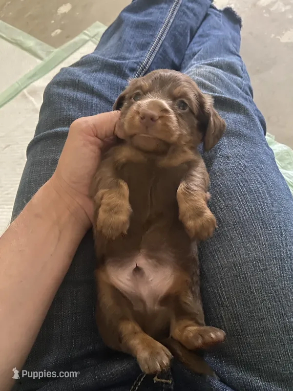 Willy/chocolate – Miniature Dachshund puppy for sale in Pleasanton, TX
