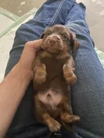 Willy/chocolate, a male Miniature Dachshund for sale in Pleasanton, TX – 3 of 5