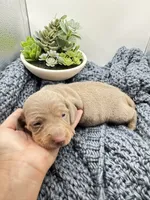 Isabella, a male Miniature Dachshund for sale in Pleasanton, TX – 4 of 5