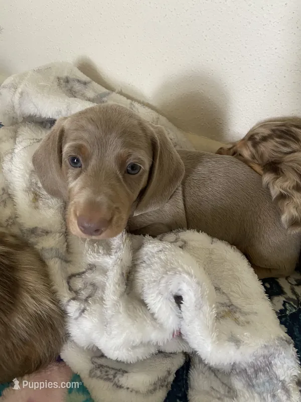 Shark/Isabella – Miniature Dachshund puppy for sale in Pleasanton, TX