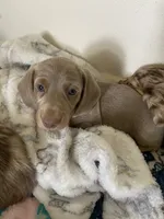 Shark/Isabella, a male Miniature Dachshund for sale in Pleasanton, TX – 1 of 10
