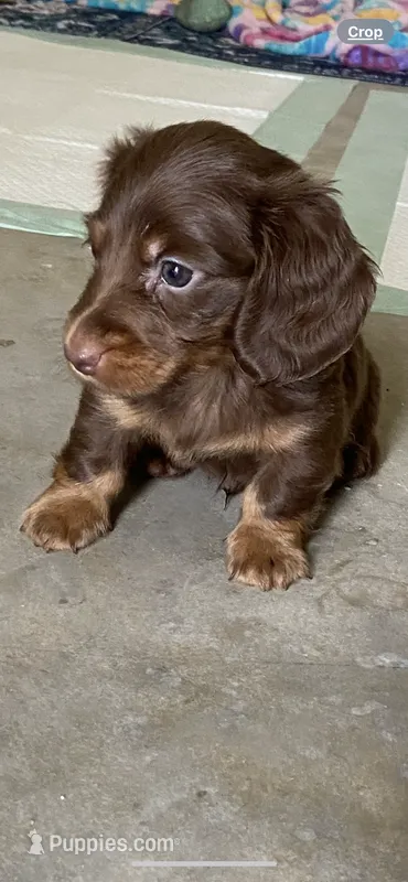 Willy/chocolate – Miniature Dachshund puppy for sale in Pleasanton, TX