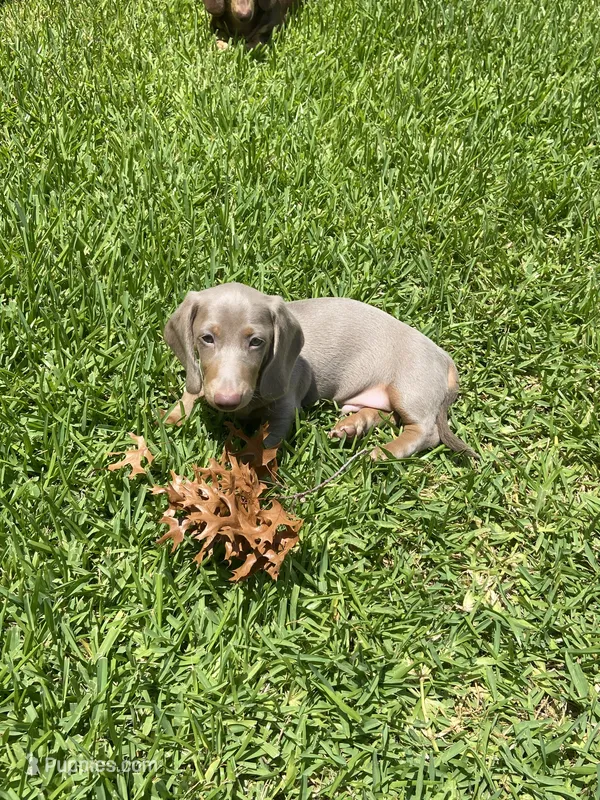 Shark/Isabella – Miniature Dachshund puppy for sale in Pleasanton, TX