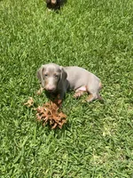 Shark/Isabella, a male Miniature Dachshund for sale in Pleasanton, TX – 1 of 10