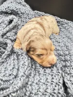 Chocolate dapple, a male Miniature Dachshund for sale in Pleasanton, TX – 4 of 5