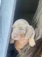 Isabella, a male Miniature Dachshund for sale in Pleasanton, TX – 2 of 5