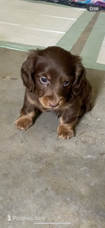 Willy/chocolate – Miniature Dachshund puppy for sale in Pleasanton, TX