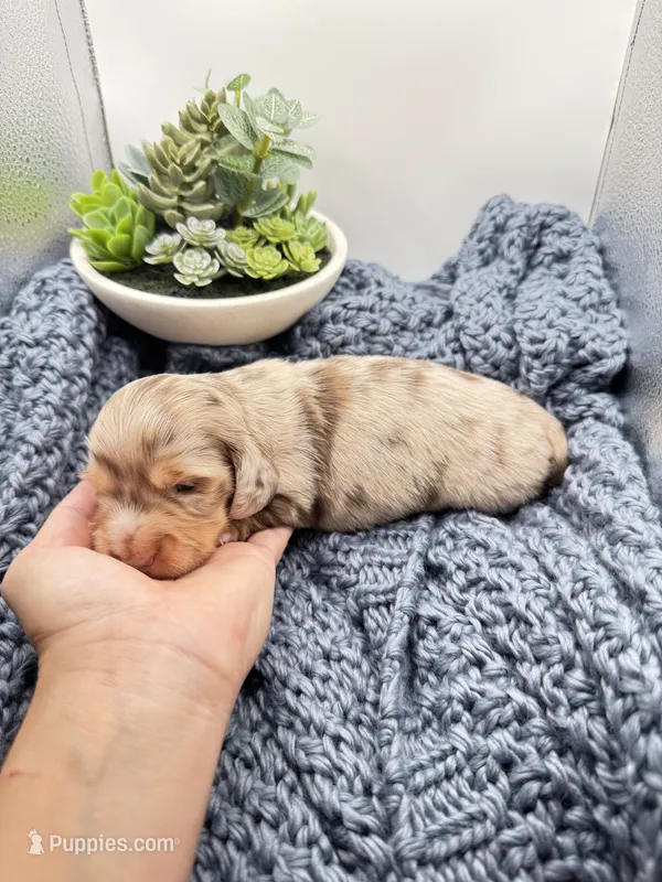Chocolate dapple – Miniature Dachshund puppy for sale in Pleasanton, TX