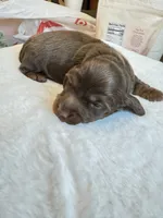 Willy/chocolate, a male Miniature Dachshund for sale in Pleasanton, TX – 1 of 5