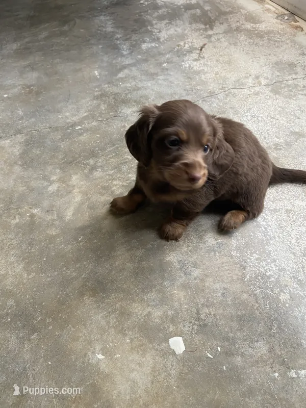Willy/chocolate – Miniature Dachshund puppy for sale in Pleasanton, TX