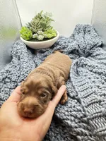 Willy/chocolate, a male Miniature Dachshund for sale in Pleasanton, TX – 4 of 5