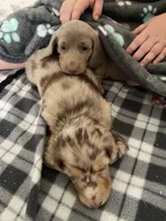 Shark/Isabella, a male Miniature Dachshund for sale in Pleasanton, TX – 9 of 10