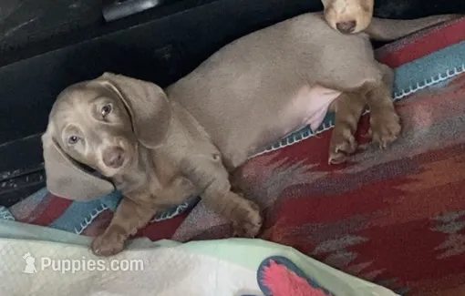 Shark/Isabella – Miniature Dachshund puppy for sale in Pleasanton, TX
