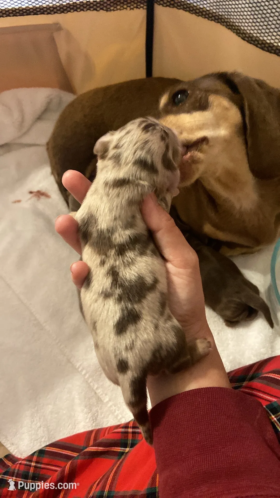 Chocolate dapple, a male Miniature Dachshund for sale in Pleasanton, TX – 2 of 5