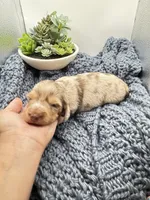Chocolate dapple, a male Miniature Dachshund for sale in Pleasanton, TX – 5 of 5