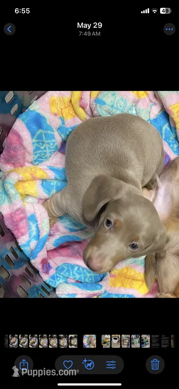 Shark/Isabella – Miniature Dachshund puppy for sale in Pleasanton, TX