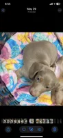 Shark/Isabella, a male Miniature Dachshund for sale in Pleasanton, TX – 3 of 10