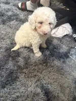💙, a male Poodle - Toy  for sale in Fort Washington, MD – 3 of 3
