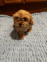 King, a male Shih Tzu for sale in King George, VA – Photo 1 of 5