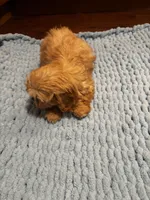 King, a male Shih Tzu for sale in King George, VA – Photo 3 of 5
