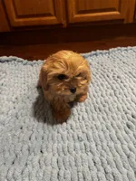 King, a male Shih Tzu for sale in King George, VA – Photo 2 of 5