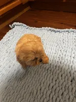 King, a male Shih Tzu for sale in King George, VA – Photo 5 of 5