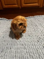 King, a male Shih Tzu for sale in King George, VA – Photo 4 of 5