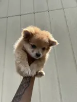 🥰Princess🥰, a female Pomeranian for sale in Fort Washington, MD – 2 of 3