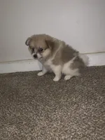 🩷, a female Pomeranian for sale in King George, VA – Photo 4 of 4