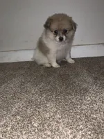 🩷, a female Pomeranian for sale in King George, VA – Photo 2 of 4