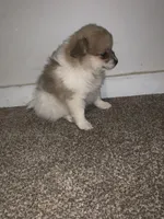 🩷, a female Pomeranian for sale in King George, VA – Photo 3 of 4