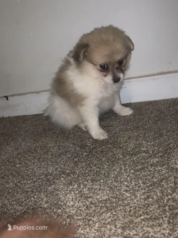 🩷 – Pomeranian puppy for sale in King George, VA