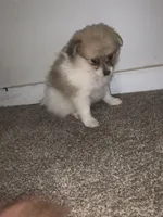 🩷, a female Pomeranian for sale in King George, VA – Photo 1 of 4